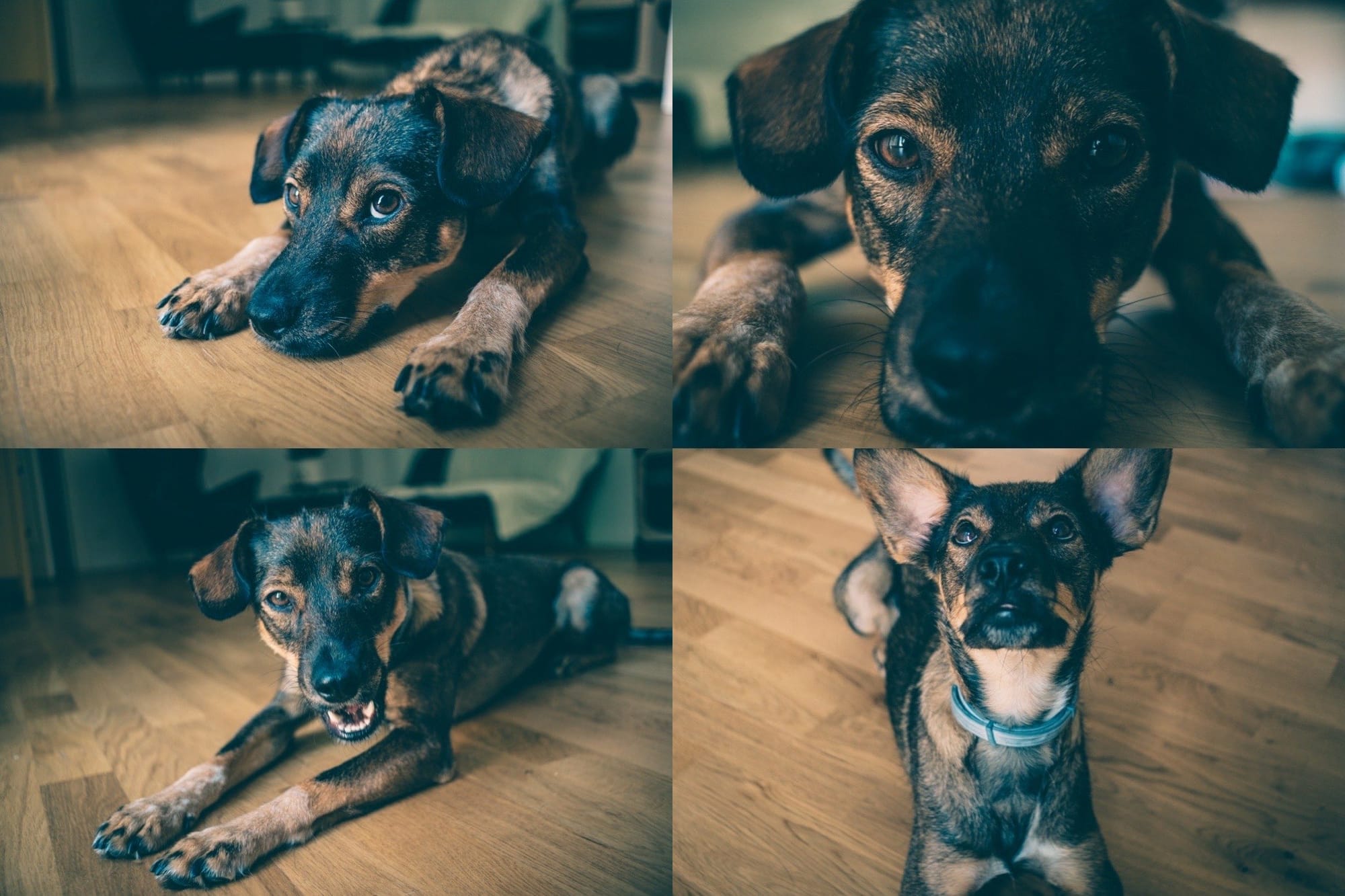 The Dog