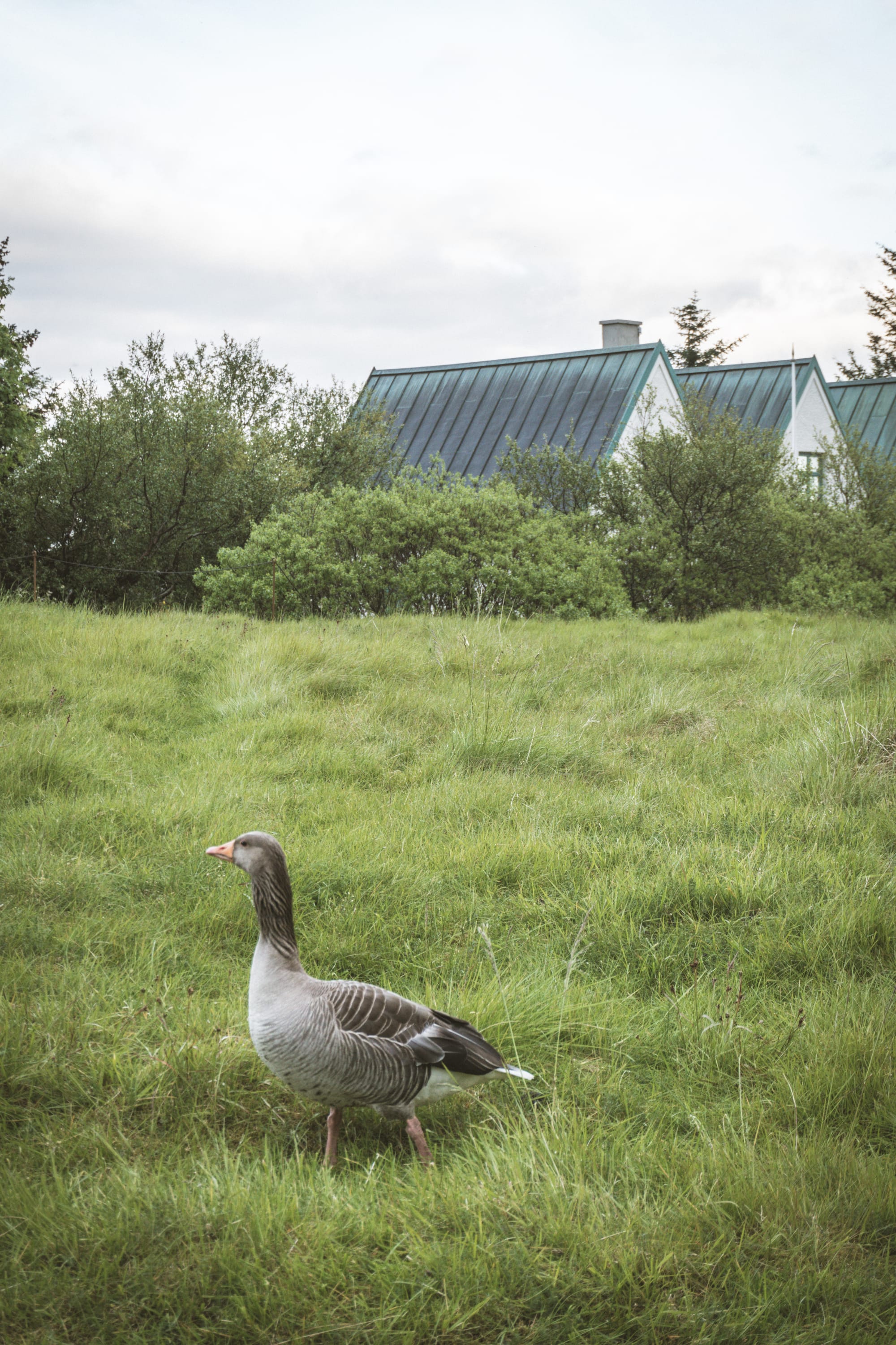 What do birds talk about?