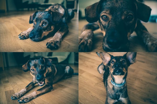 The Dog