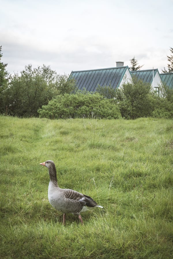 What do birds talk about?